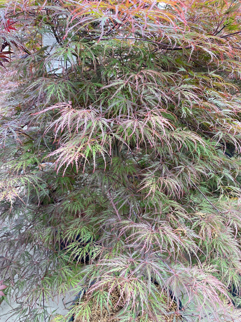Blad Japanse Esdoorn - Acer palmatum 'Garnet'