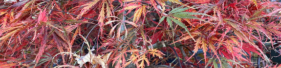 Japanse Esdoorn - Acer palmatum 'Inaba-shidare' in de herfst