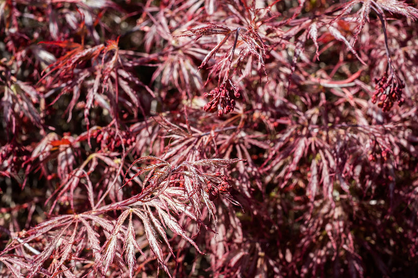 Japanse Esdoorn - Acer palmatum 'Ornatum', zaden