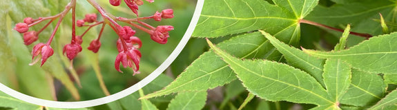 Japanse Esdoorn - Acer palmatum 'Osakazuki' - Bladvorm en bloei
