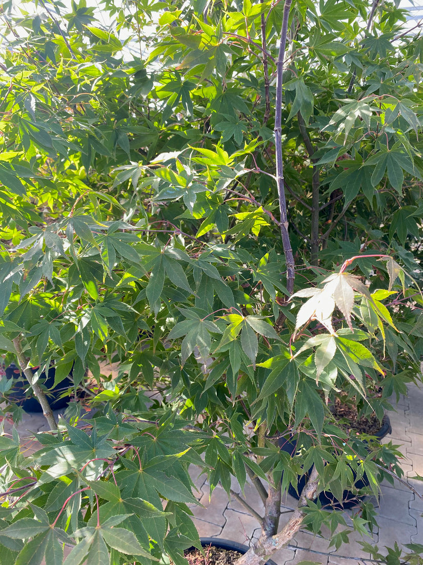 Acer palmatum 'Osakazuki' - Compacte boom