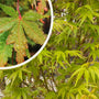 Japanse Esdoorn - Acer palmatum 'Sangokaku' met blad