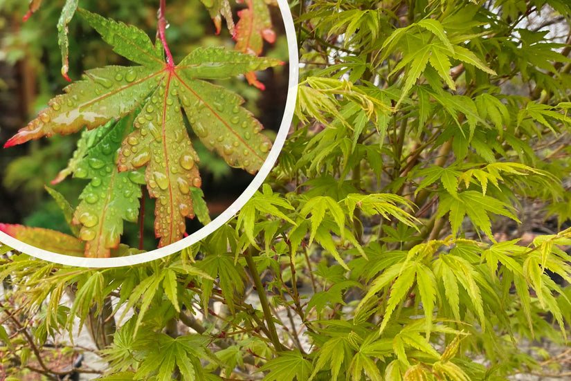 Japanse Esdoorn - Acer palmatum 'Sangokaku' met blad