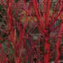 de kleur van de Acer palmatum Sangokaku takken