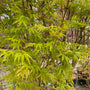 Japanse Esdoorn - Acer palmatum 'Sangokaku' heester