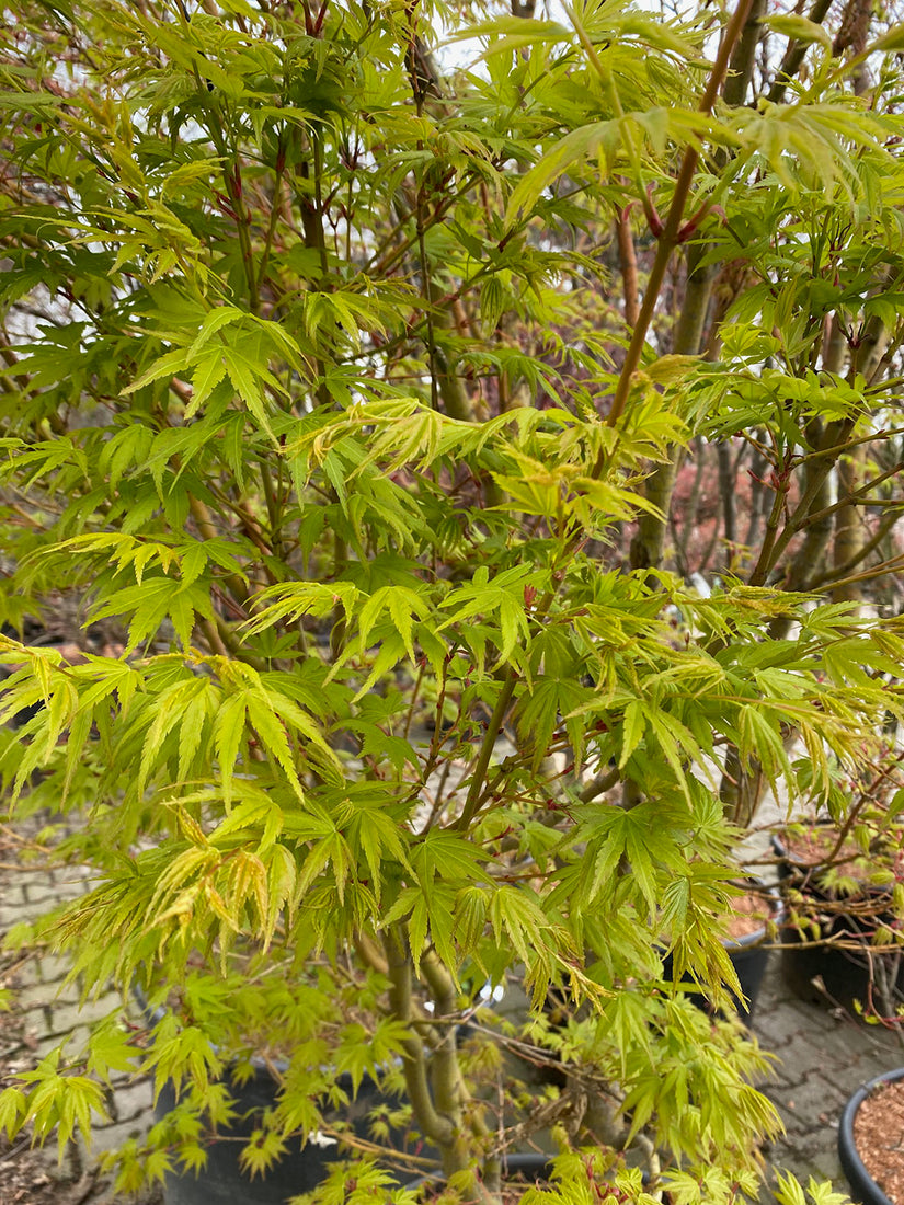 Japanse Esdoorn - Acer palmatum 'Sangokaku' heester