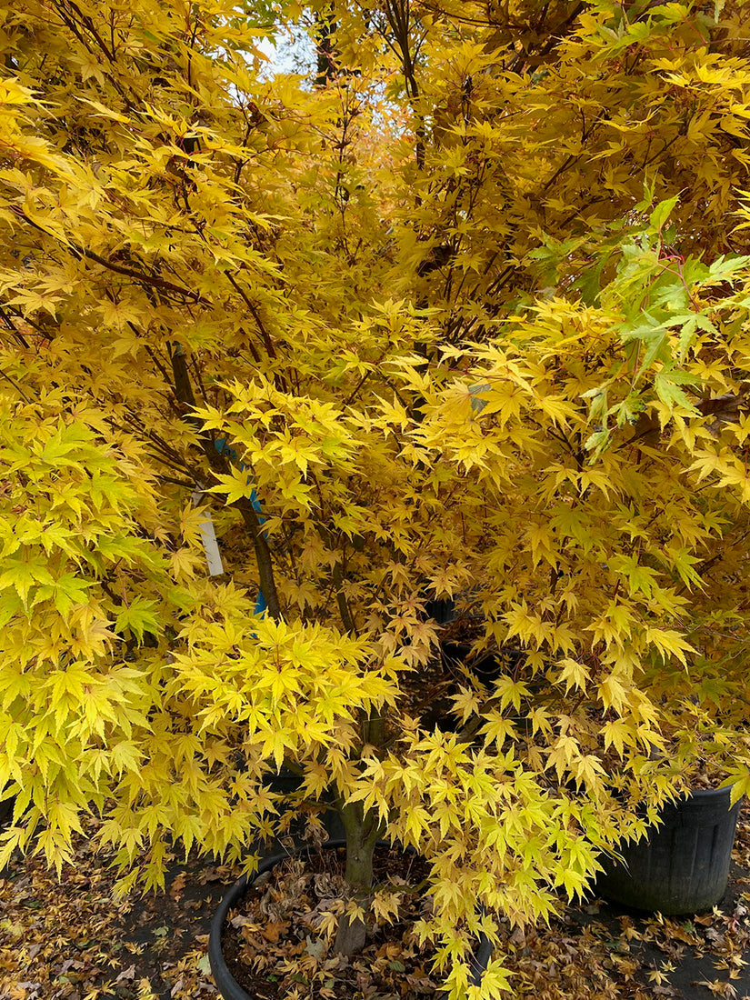 Japanse Esdoorn - Acer palmatum 'Sangokaku' in de herfst
