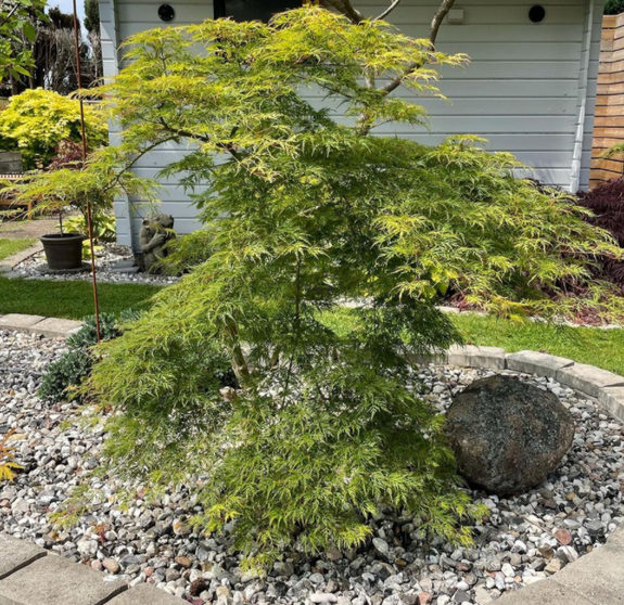 Acer palmatum 'Emerald Lace' struikvorm klantfoto