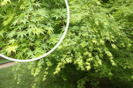 Diep ingesneden blad Acer palmatum