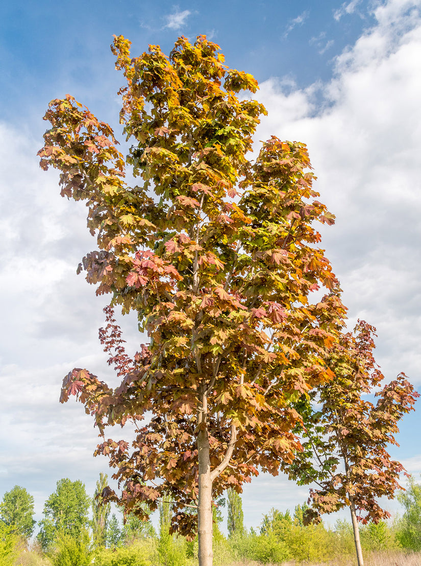 Noorse esdoorn - Acer platanoides 'Deborah' - Herfstkleur oranjegeel