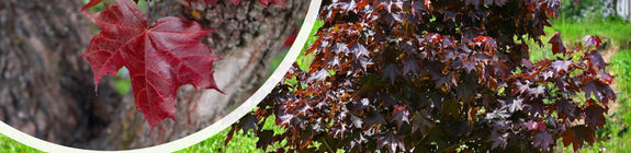 Roodbladige Noorse esdoorn - Acer platanoides 'Royal Red' Detail