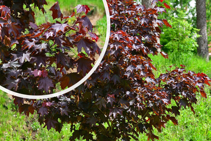 Roodbladige Noorse esdoorn - Acer platanoides 'Royal Red'