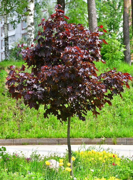 Acer platanoides 'Royal Red'