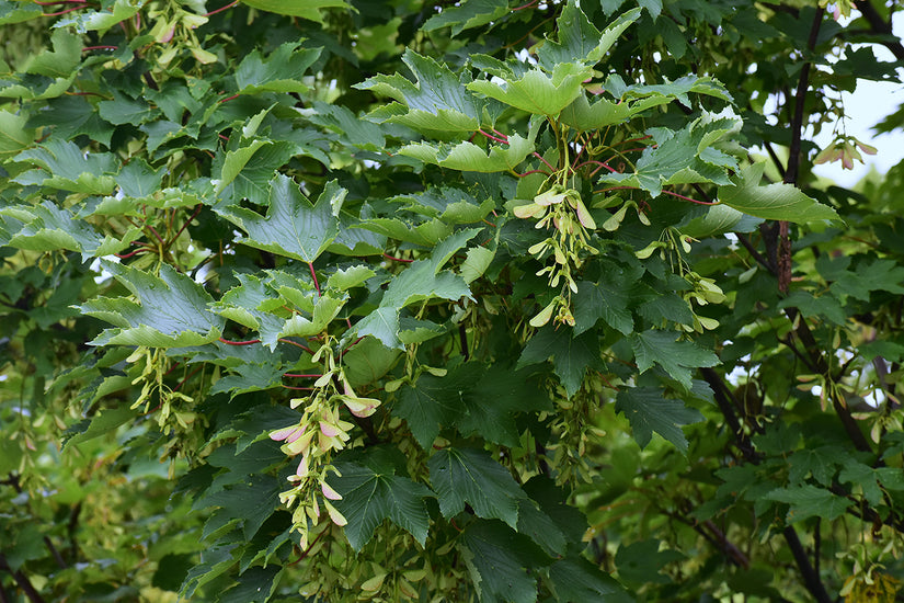 Gewone Esdoorn - Acer pseudoplatanus - Blad en vrucht