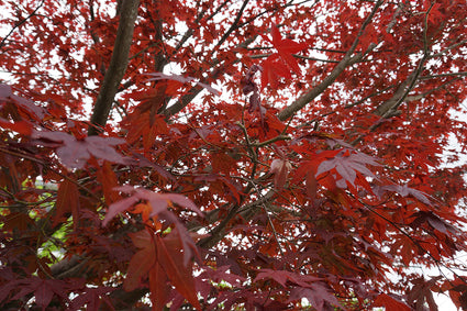 Rode esdoorn - Acer rubrum 'Red Sunset'