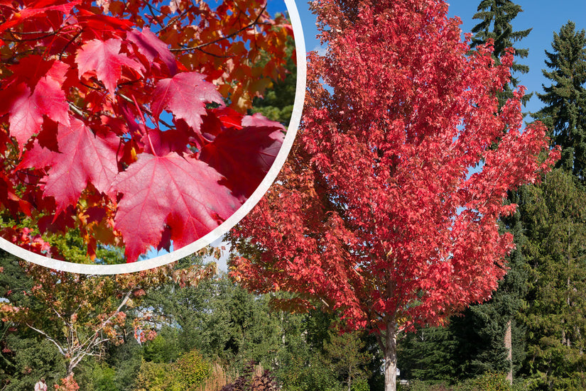 Rode esdoorn - Acer rubrum hoogstam boom
