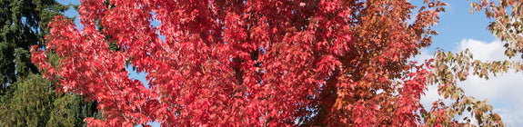 Acer-rubrum-hoogstam-boom-rood-blad.jpg