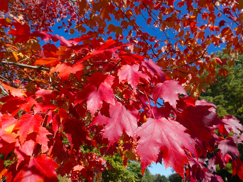 Acer-rubrum-rood-blad-boom.jpg