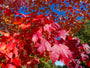 Acer-rubrum-rood-blad-boom.jpg