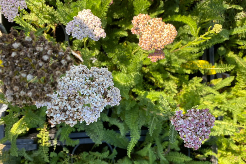 Duizendblad - Achillea millefolium 'Summer Pastels'