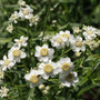 Wilde bertram - Achillea ptarmica in bloei