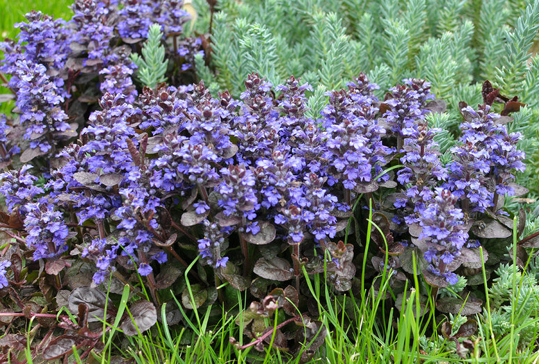 Kruipend zenegroen Atropurpurea - Ajuga reptans Tuincentrum Koeman Kruipend zenegroen Atropurpurea - Ajuga reptans Tuincentrum Koeman