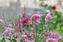Akelei - Aquilegia vulgaris 'Rose Barlow'