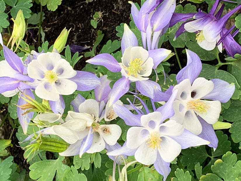 Akelei - Aquilegia coerulea