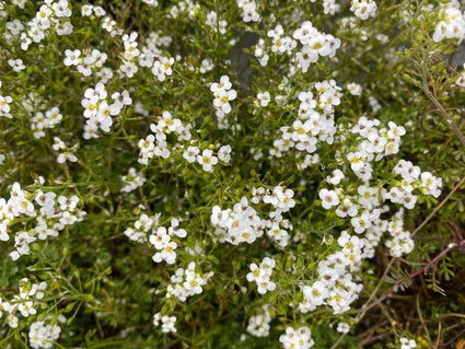 Alpengemskers - Hutchinsia alpina 'Icecube'