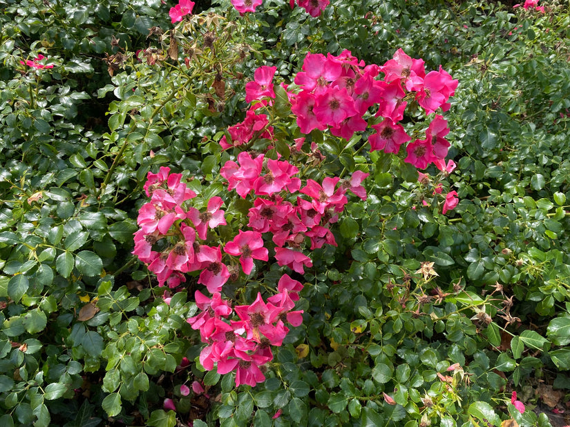 Bloemen Alpenroos - Rosa pendulina