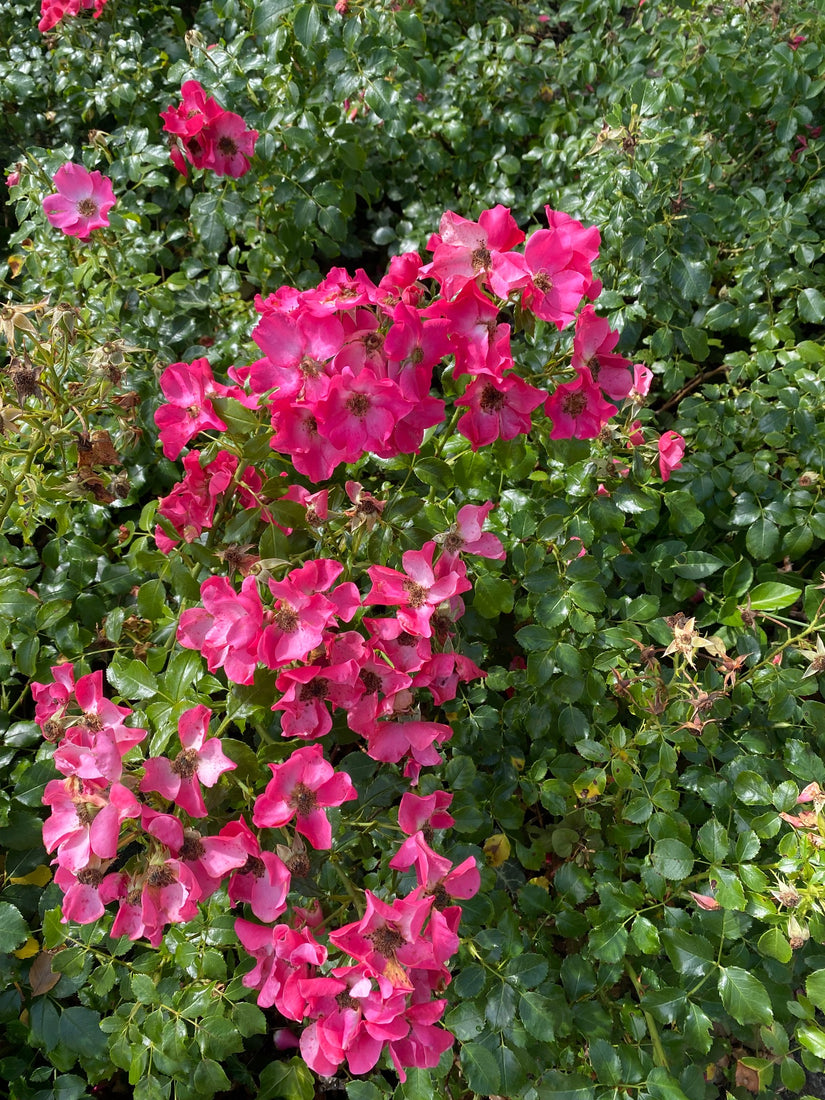 Alpenroos - Rosa pendulina rozenstruik