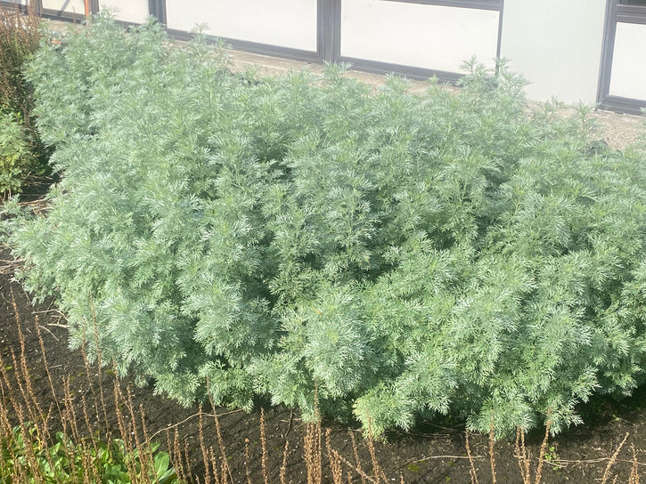 Bijvoet Alsem - Artemisia schmidtiana 'Nana' kopen & combineren