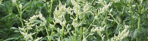 Alsem-plant-Artemisia-lactiflora-Elfenbein.jpg