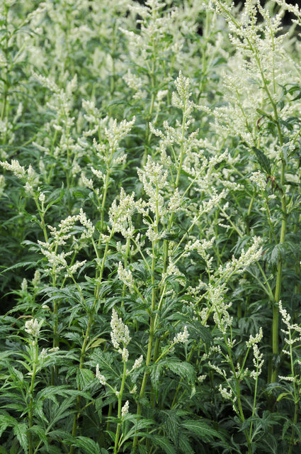Alsem-plant-Artemisia-lactiflora-Elfenbein.jpg