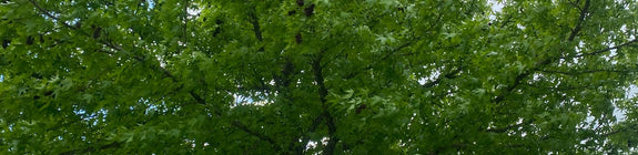 Amberboom hoogstam - Liquidambar styraciflua