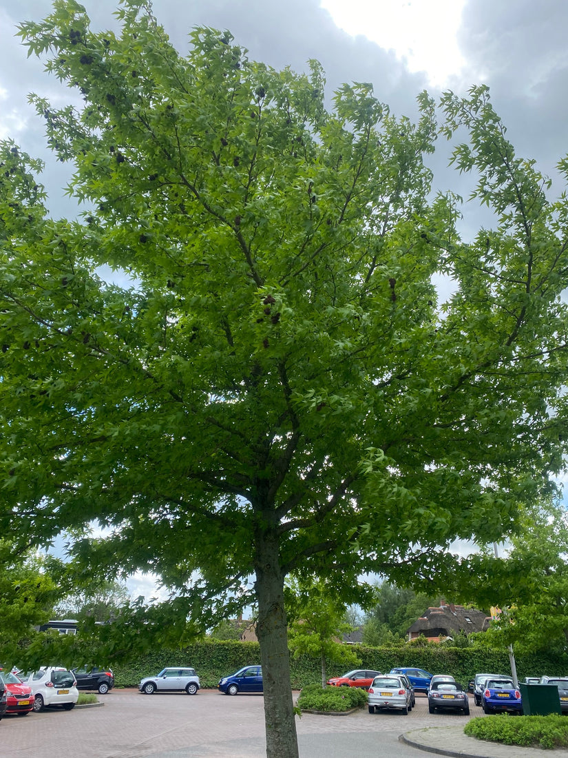 Amberboom hoogstam - Liquidambar styraciflua