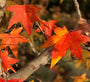 Amberboom herfstkleuren leivormen