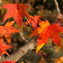 amberboom herfstkleur