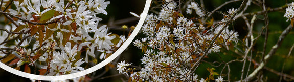 Krentenboompje - Amelanchier arborea 'Robin Hill'