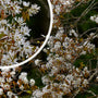 Krentenboompje - Amelanchier arborea 'Robin Hill'