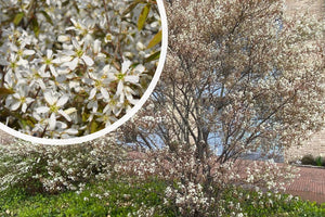 Amerikaans krentenboompje (Meerstammig) - Amelanchier lamarckii