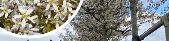 Hoogstam Amerikaans krentenboompje - Amelanchier lamarckii