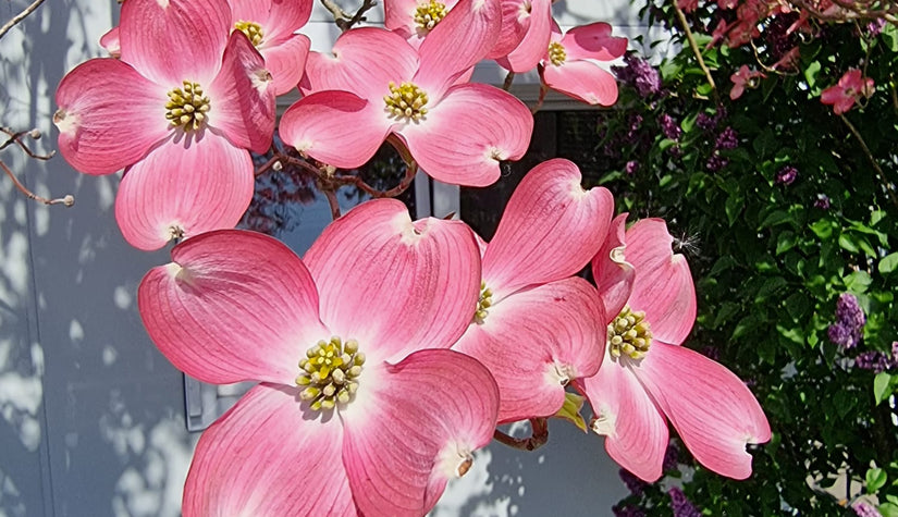 Amerikaanse Kornoelje - Cornus kousa florida bloemen in mei