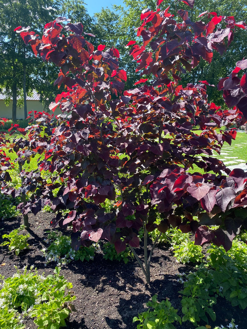 Amerikaanse judasboom - Cercis canadensis 'Forest Pansy'