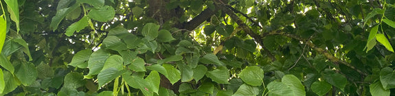 Amerikaanse linde - Tilia americana