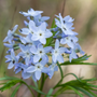 Amsonia ciliata tuinplanten kopen met blauwe bloemen