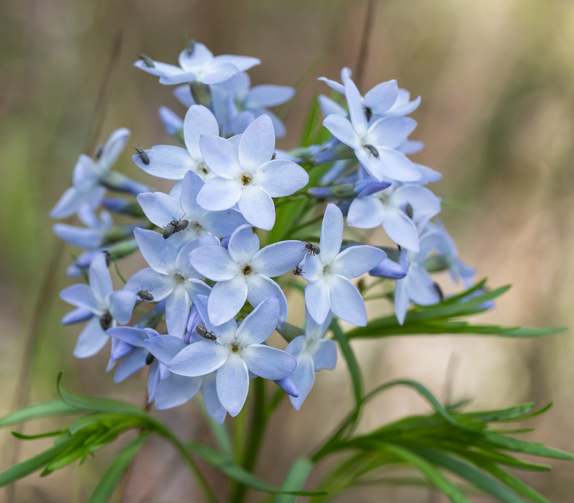 Amsonia ciliata tuinplanten kopen met blauwe bloemen