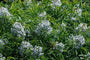 Stermaagdenpalm - Amsonia hubrichtii - bloei