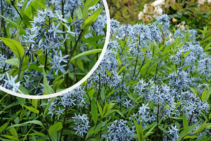 Blauwe ster - Amsonia orientalis (Rhazya orientalis)