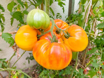 Ananas tomaat - Solanum lycorpesicum
